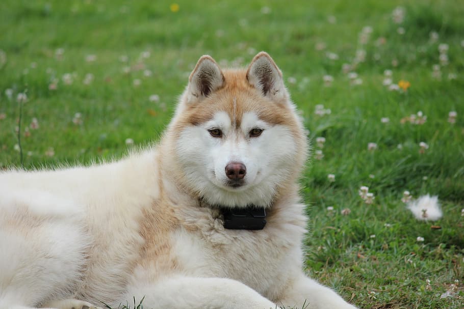 adult malamute sitting on grass, siberian, husky, two, dog, pet