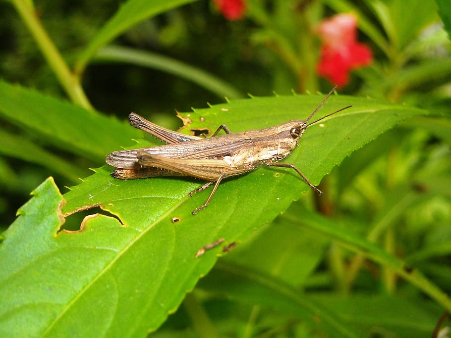 grasshopper, brown, leaf, green, animal themes, one animal HD wallpaper