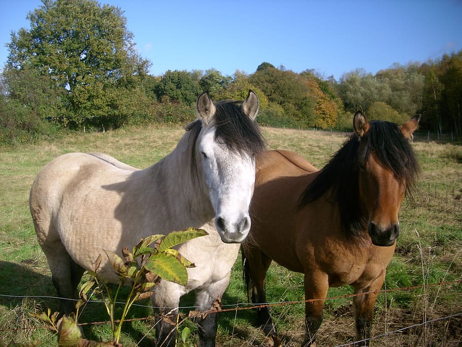 paddock, horses, nature, graze, animal, meadow, ride, mammal HD wallpaper