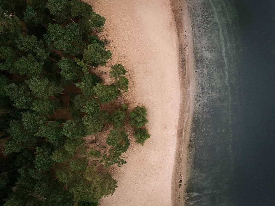 bird's eyeview photo of seashore near green leafed trees, aerial view photography of forest near body of water, HD wallpaper