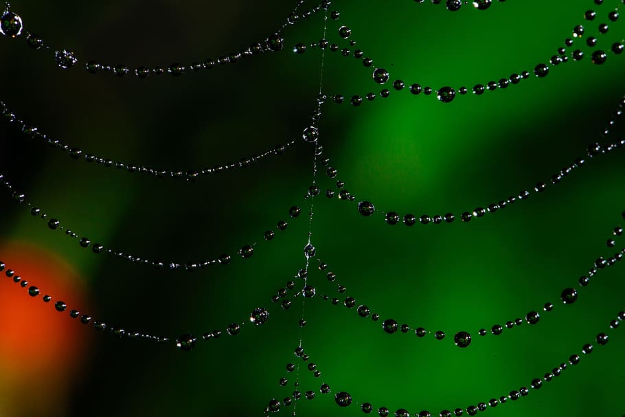 spider web, bokeh, dew, nature, insect, cobweb, pattern, net, HD wallpaper