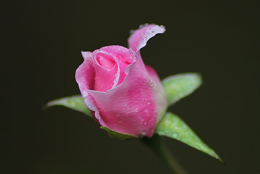 Pink Rose in Shallow Photography, bloom, blossom, dew, flora HD wallpaper