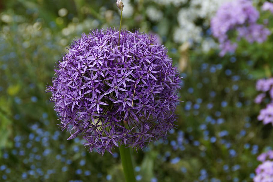 leek, bloom, purple, violet, blue, ball, globose, plant, blossom HD wallpaper