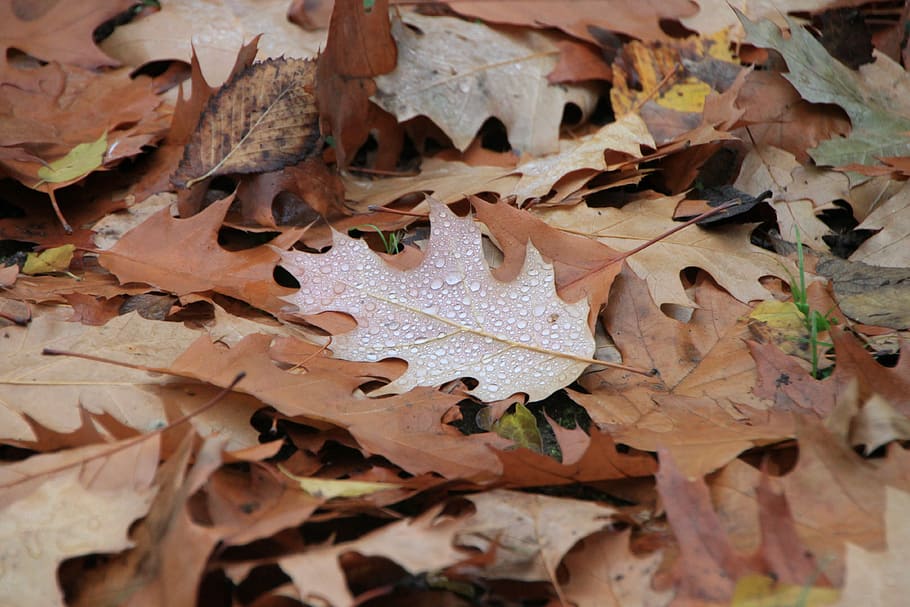 Droplets, Fall, Leaf, Leaves, rain, water, autumn, nature, close-up HD wallpaper