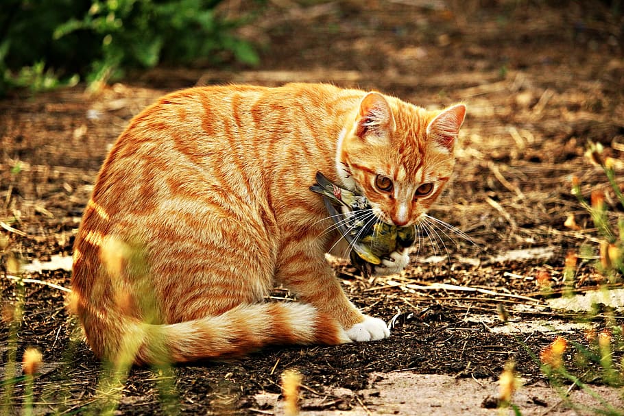 orange tabby cat, kitten, bird, prey, red mackerel tabby, red cat HD wallpaper