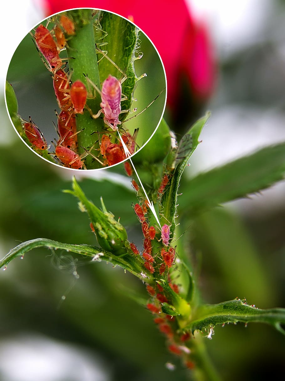 closeup photo of pink flying insect, pest, louse, vermin, fighting HD wallpaper