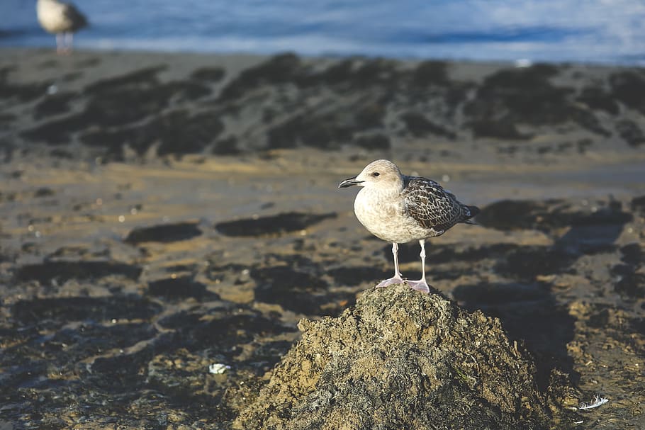 seagull, bird, sand, beach, animals, animal themes, animal wildlife HD wallpaper