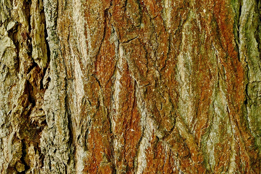 tree, bark, structure, full frame, tree trunk, textured, backgrounds HD wallpaper