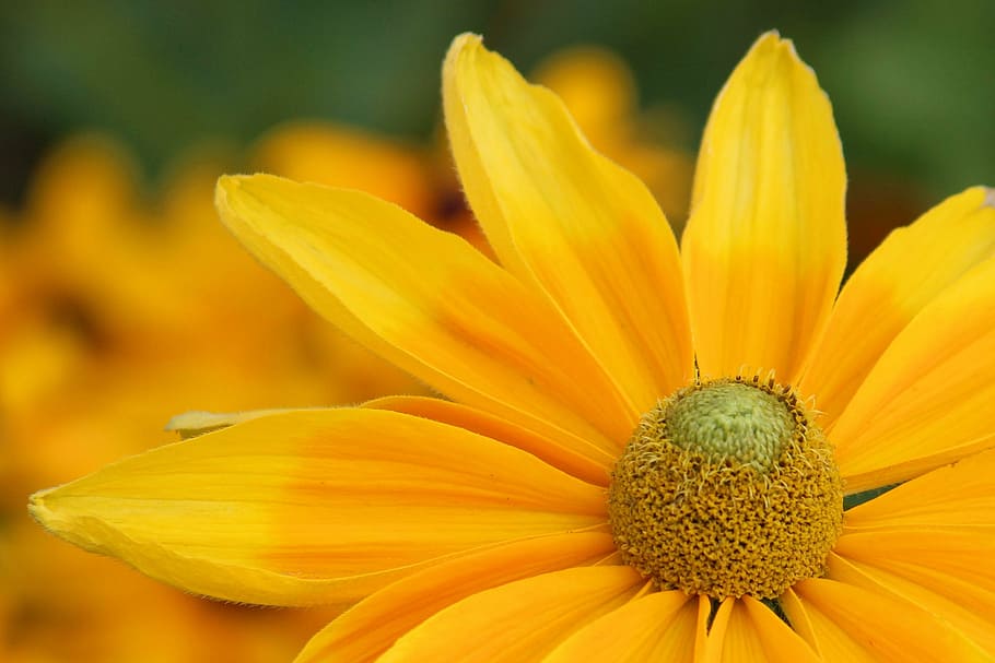 sun hat, blossom, bloom, yellow, flower, garden, petal, flower head HD wallpaper