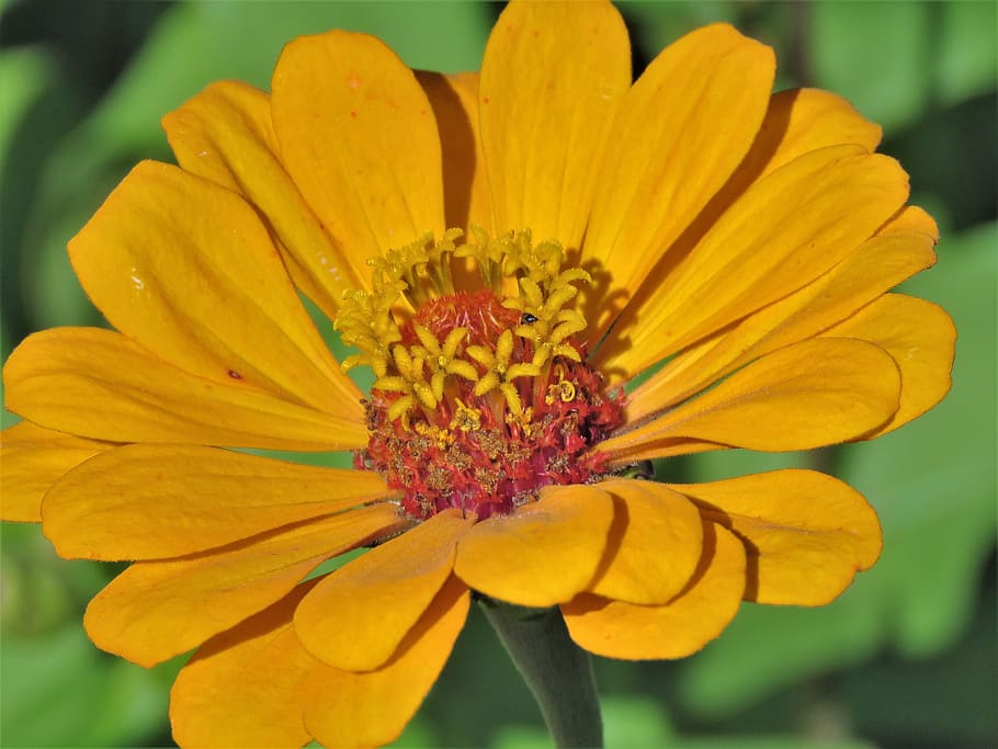 flower, close up, yellow, rust, orange, garden, flowering plant HD wallpaper