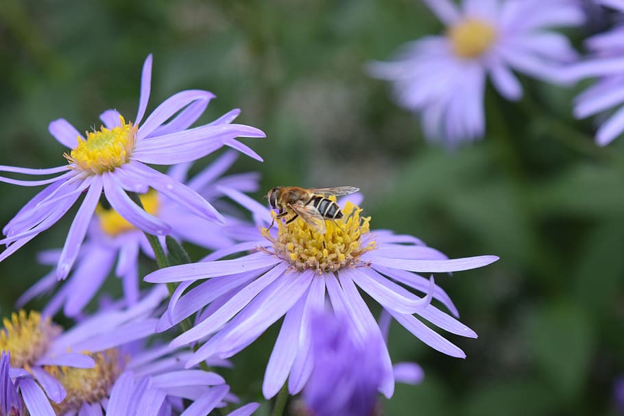 nature, flower, flora, summer, garden, bee, close up, purple flower HD wallpaper