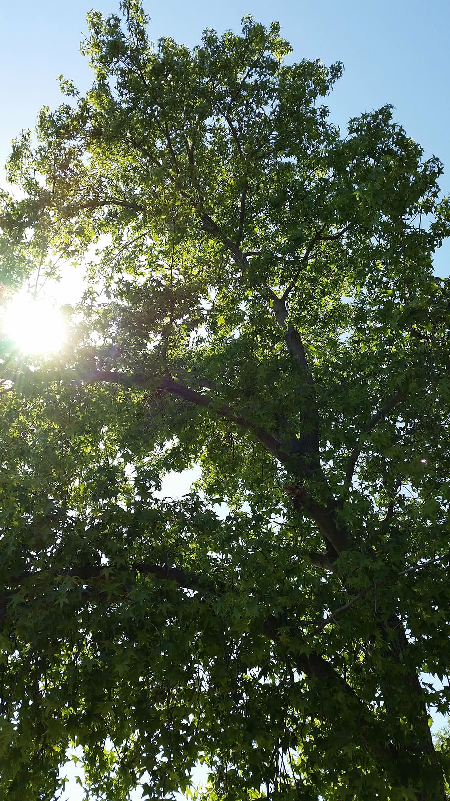 sun, tree, sunlight, nature, forest, outdoors, plant, low angle view HD wallpaper