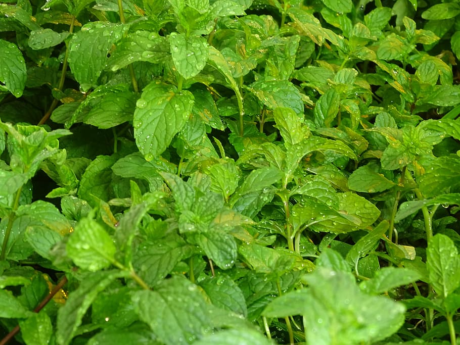 mint, gardener, macro, green color, plant part, leaf, full frame HD wallpaper
