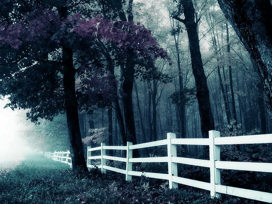photo of white wall near trees, forest, fence, twilight, nature HD wallpaper