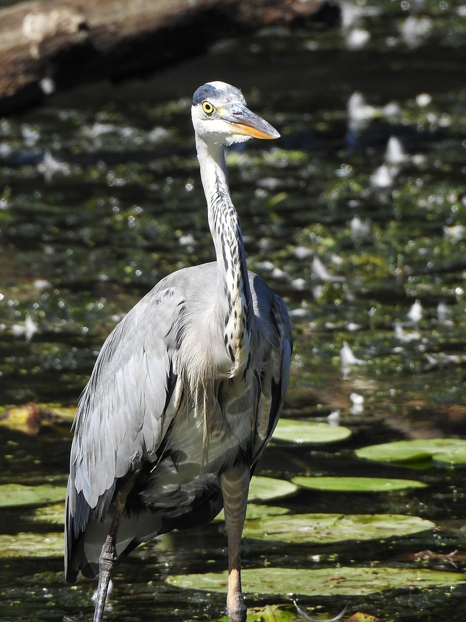 bird, pond, nature, vertebrate, animals in the wild, animal wildlife HD wallpaper