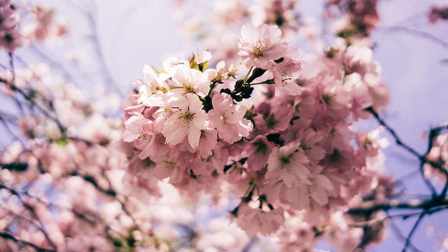white flowers, selective focus photo of pink blooming Cherry Blossom HD wallpaper