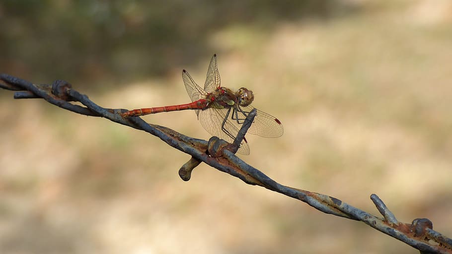 Dragonfly, Insect, Barbed Wire, Escape, rusty, summer, heat HD wallpaper