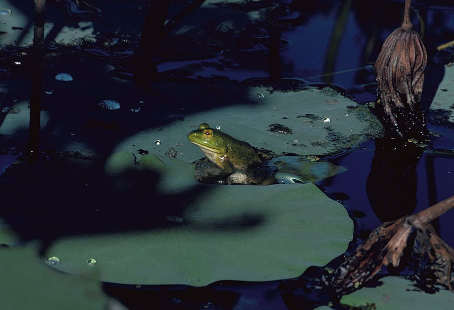 bullfrog, amphibian, pond, green, water, lily pad, sitting, HD wallpaper