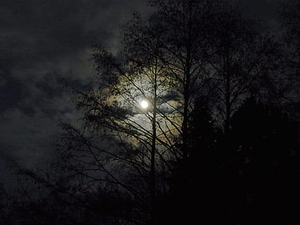 silhouette of tropical trees during full moon, at night, moonlight HD wallpaper