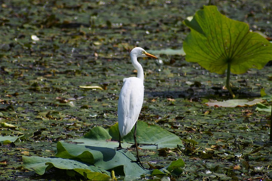 animal, pond, waterside, leaf, wild birds, egret, team rabbit HD wallpaper