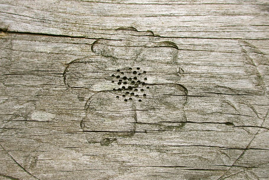 wood, texture, close up, grain, wood grain, wood texture, pattern HD wallpaper
