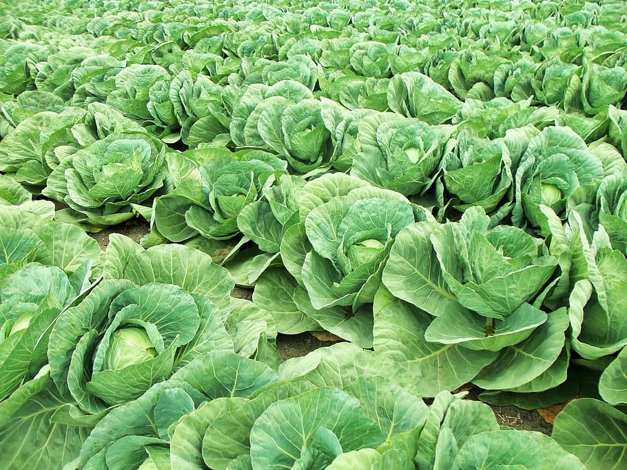 green cabbage field, vegetable, cabbages, vegetables, nature, HD wallpaper