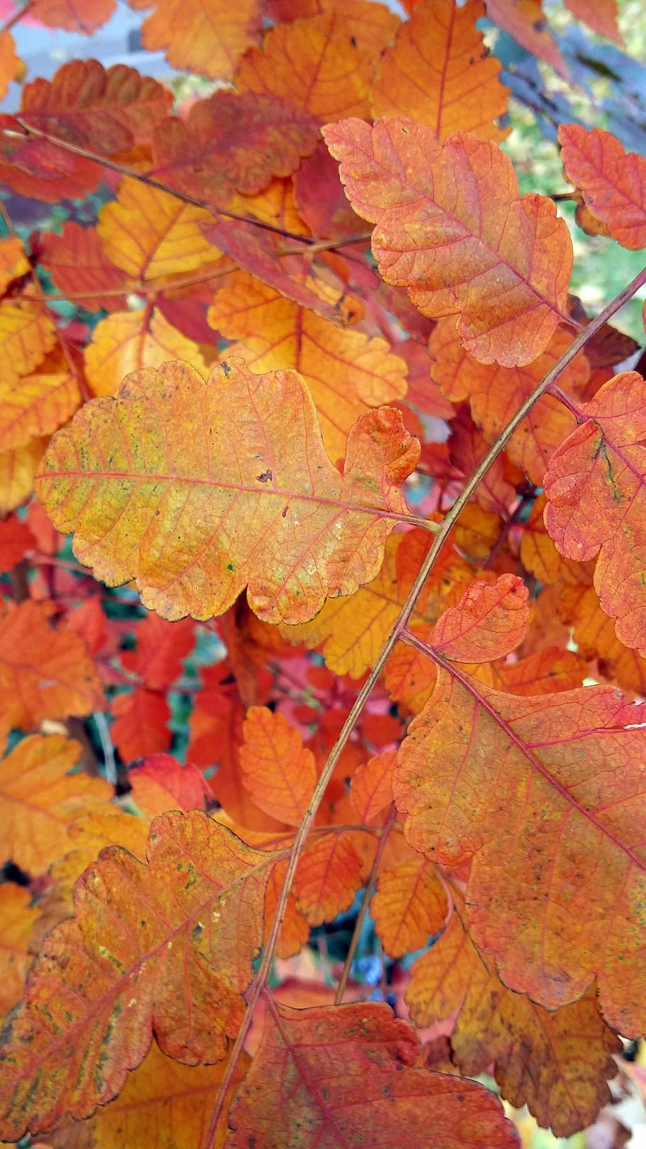 leaf, fall, autumn, fall leaves background, season, nature HD wallpaper