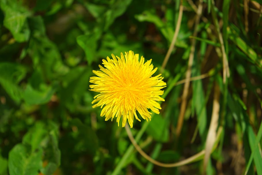 dandelion, spring, spring flower, yellow, bloom, pointed flower HD wallpaper