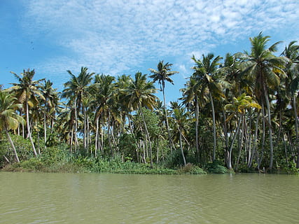 Kerala backwaters 1080P, 2K, 4K, 5K HD wallpapers free download | Wallpaper  Flare