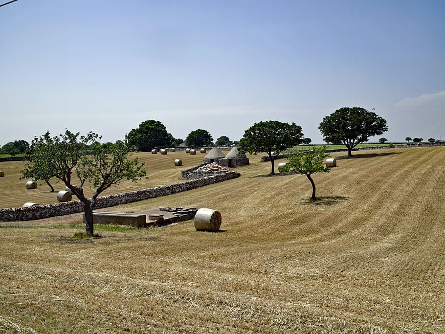 alberobello, italy, puglia, landscape, nature, tree, agriculture, HD wallpaper