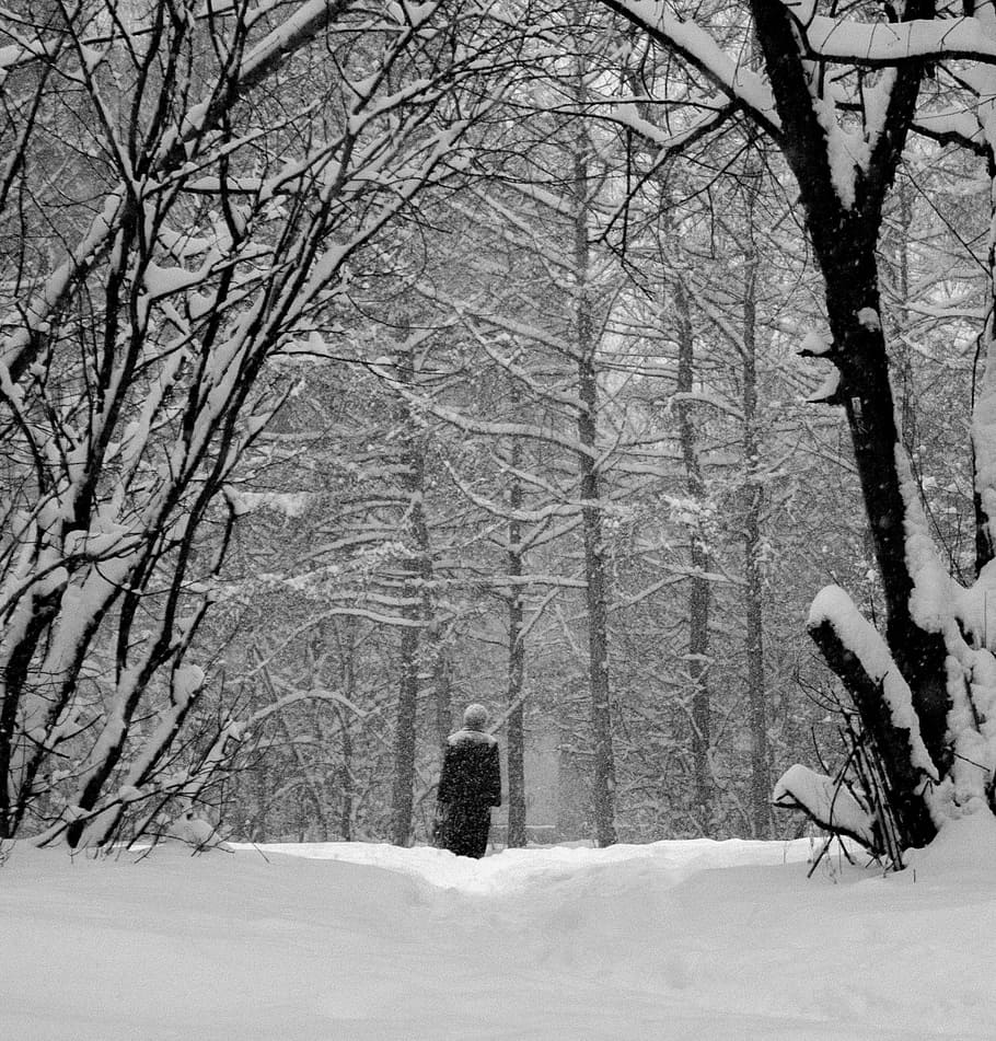 snow, trees, branch, cold, forest, russia, winter, road, weather HD wallpaper