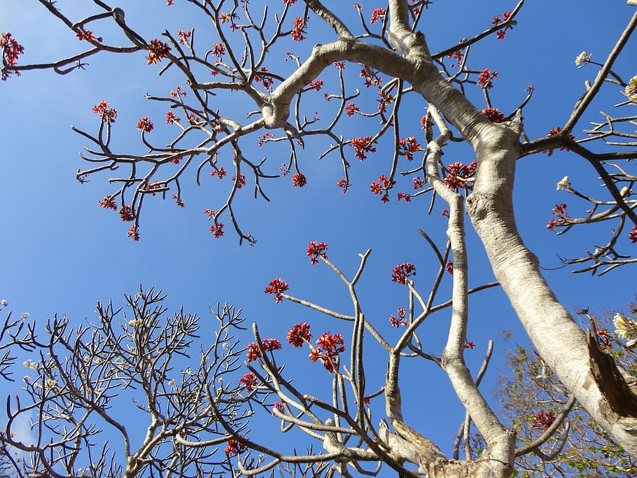 and, heaven, tree, sky, flower, blooming, spring, branch, nature HD wallpaper