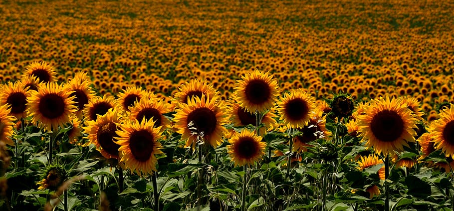 garden of sunflower, hungary, sunflowers, summer, agriculture, HD wallpaper