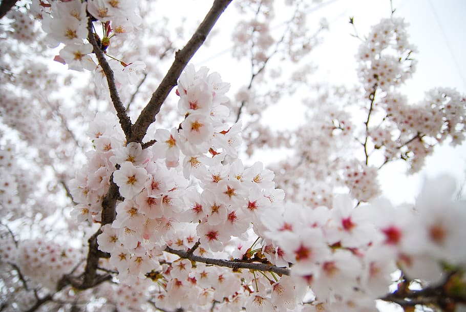 hd-wallpaper-republic-of-korea-cherry-blossom-spring-flowers