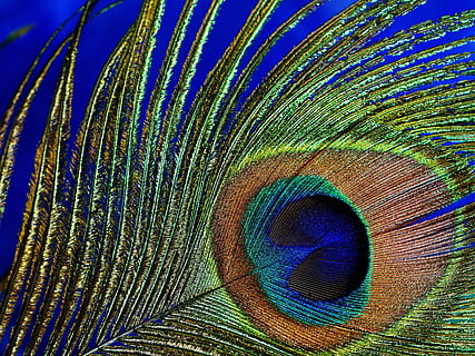 shallow focus photography of peacock tail, peacock feather HD wallpaper