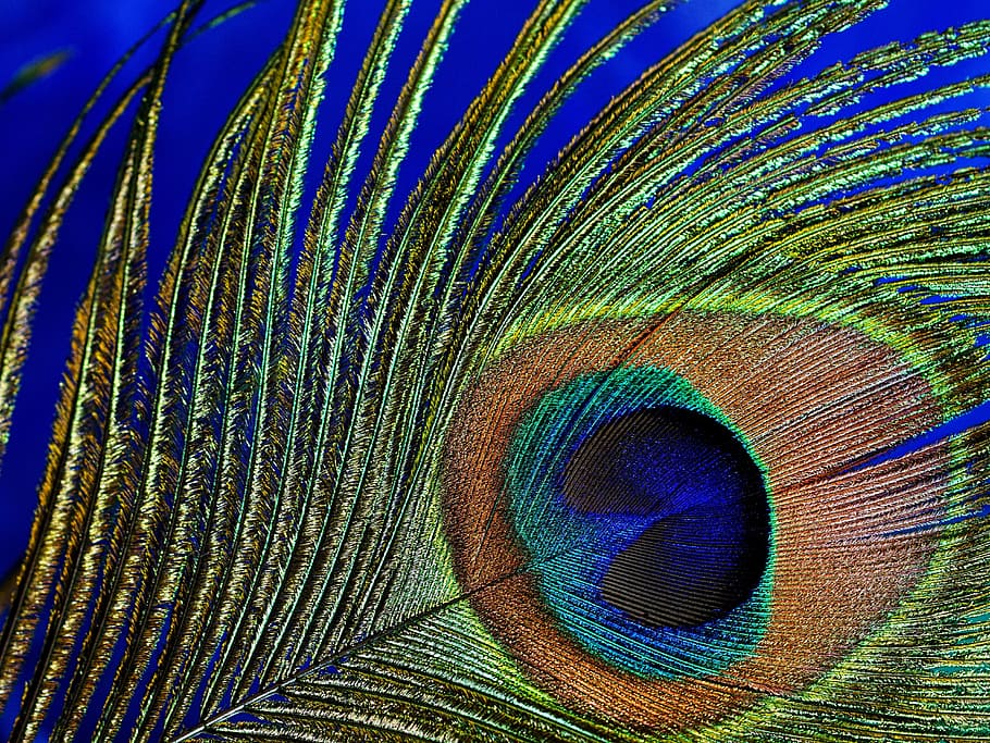 shallow focus photography of peacock tail, peacock feather, macro, HD wallpaper