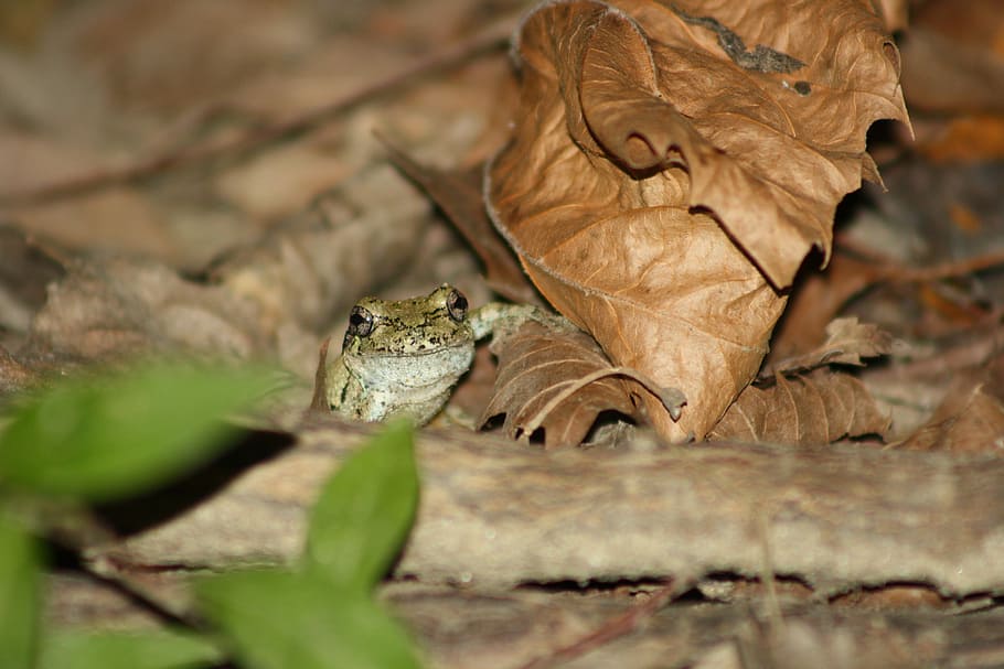 Frog, Hiding, Amphibian, tiny, animal wildlife, animals in the wild HD wallpaper