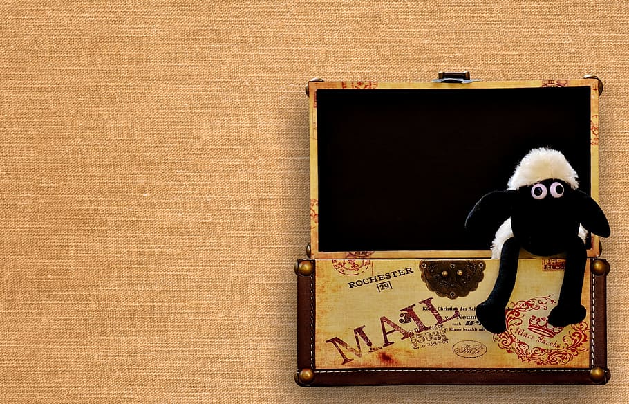 sheep, chest, box, funny, animal, soft toy, stuffed animal HD wallpaper