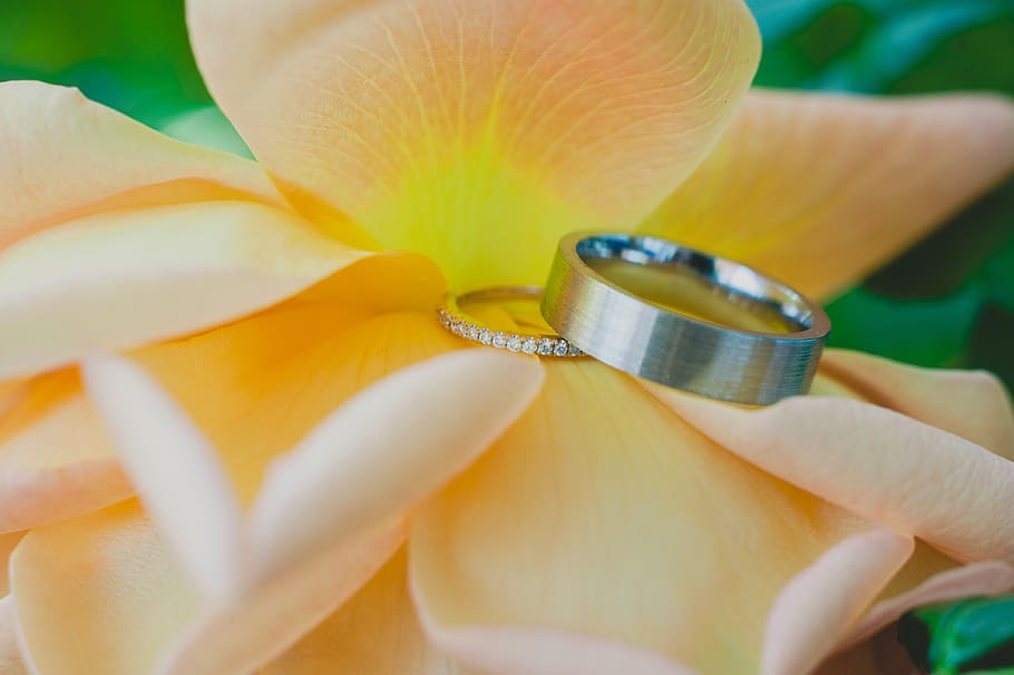 the wedding rings, flower, flowering plant, petal, beauty in nature, HD wallpaper