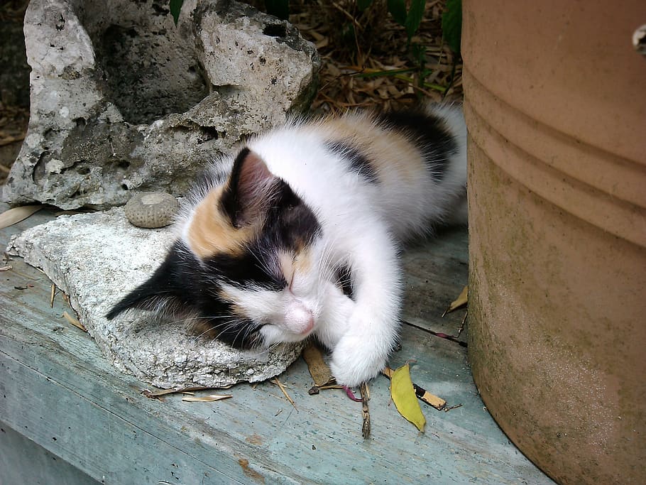 petit, cat, nap, kitten, animal themes, mammal, one animal HD wallpaper