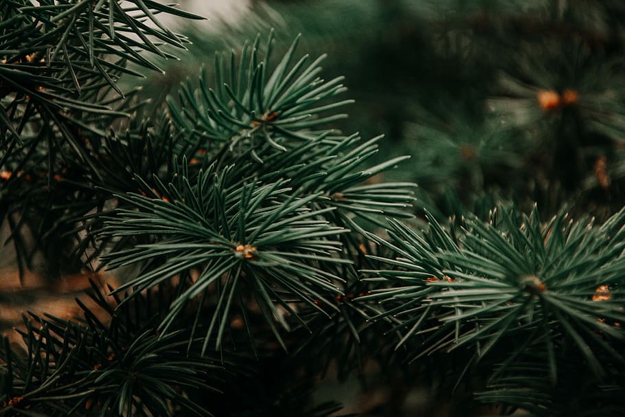 green leafed plants, green leafed plant, tree, fir tree, pine HD wallpaper