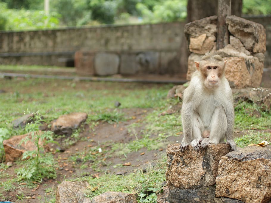 monkey, animal, wild, nature, zoo, mammal, primate, animals in the wild HD wallpaper