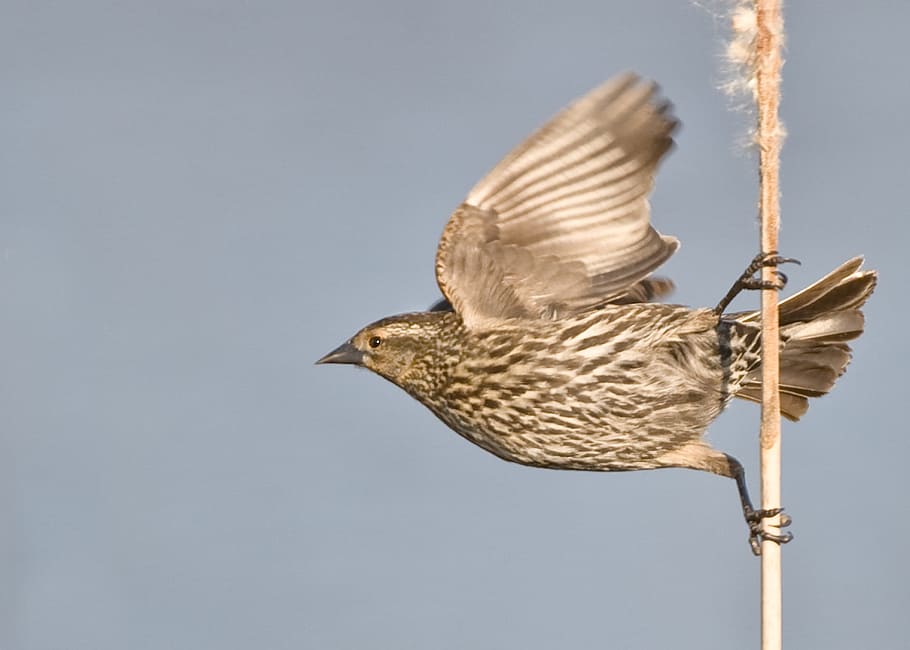 Bird, Animal, Feather, Wing, perched, wildlife, flight, fluttering HD wallpaper