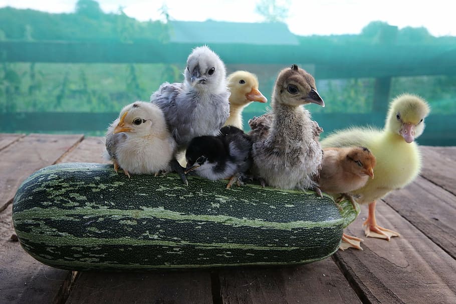 chicks, duckling, gosling, peachick, bantams, bird, animals, HD wallpaper