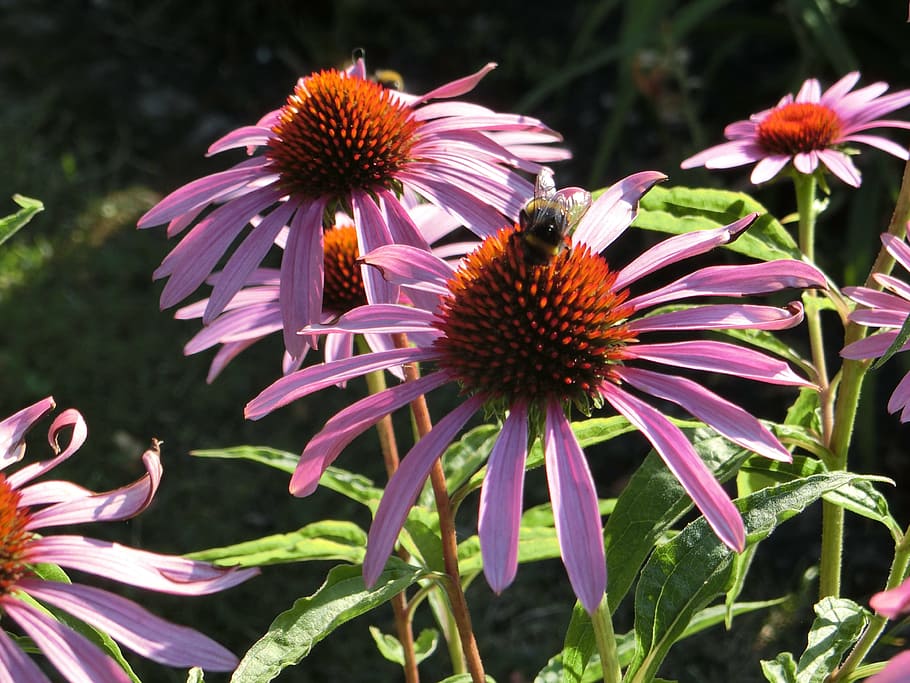 bee, insect, plant, sun hat, blossom, bloom, nature, close HD wallpaper