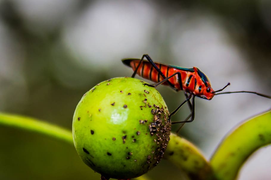 insect, red, nature, invertebrate, animal wildlife, animal themes HD wallpaper