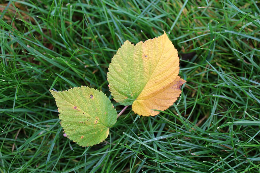 leaflet, foliage, fall, colors, autumn, seasons of the year HD wallpaper
