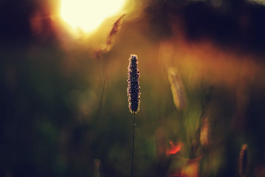 selective focus photography of flower, shallow focus shot of brown flower HD wallpaper
