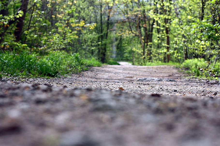trail, path, nature, forest, sunlight, hiking, outdoor, trees HD wallpaper