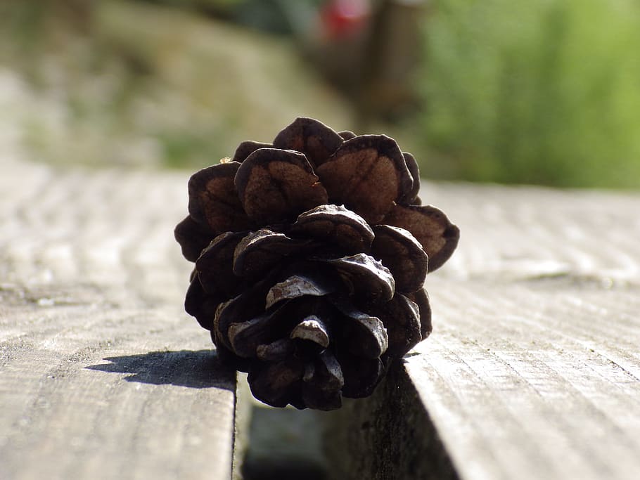 Macro, Plant, Close, Nature, Fir, pine Cone, close-up, wood - Material HD wallpaper